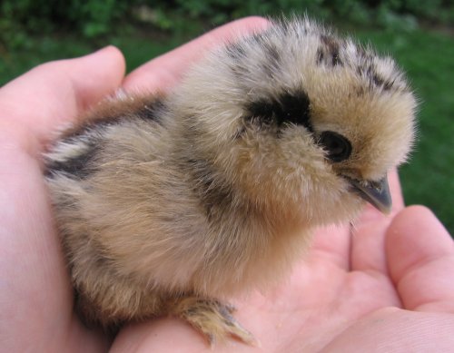 chicken breeds silkies. This is a Partridge Silkie.