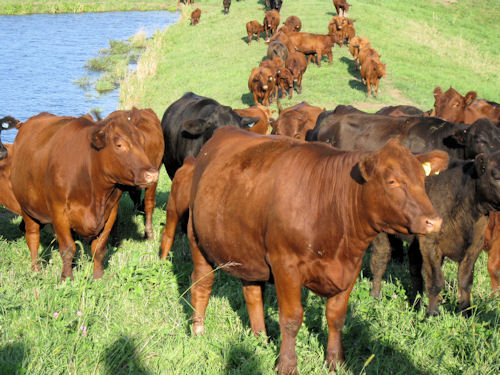 grassfed beef cattle