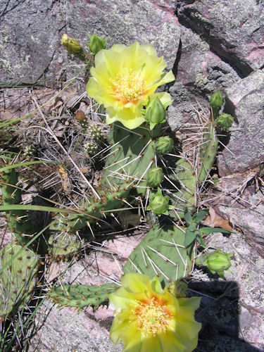 yellow prickly pear