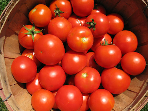 tomato bushel