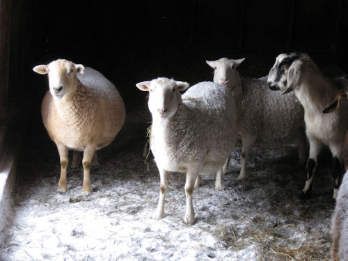 sheep in barn