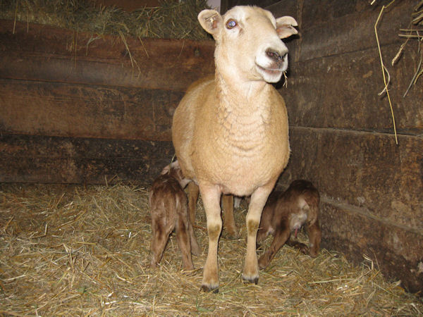 katahdin ewe with lambs