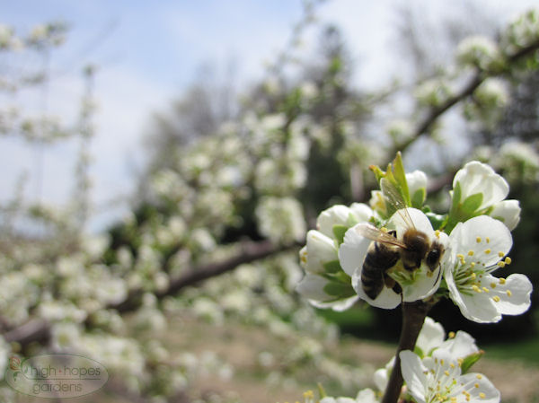 bee on plum flower
