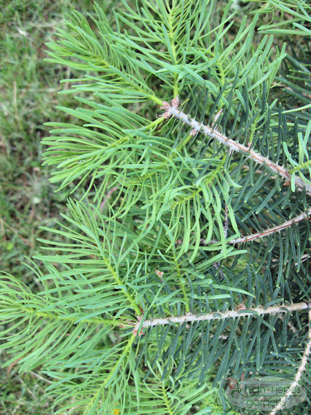 concolor fir needles