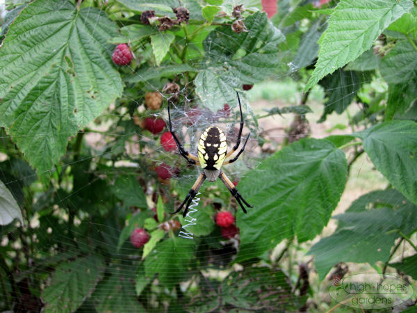 garden spider, argiope