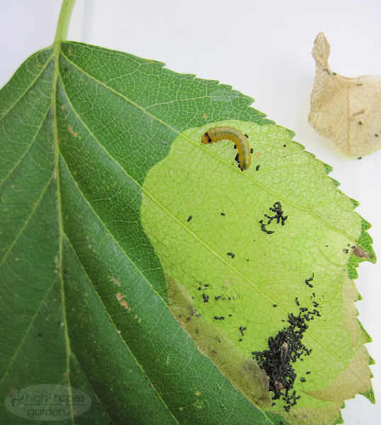 birch leafminer larva