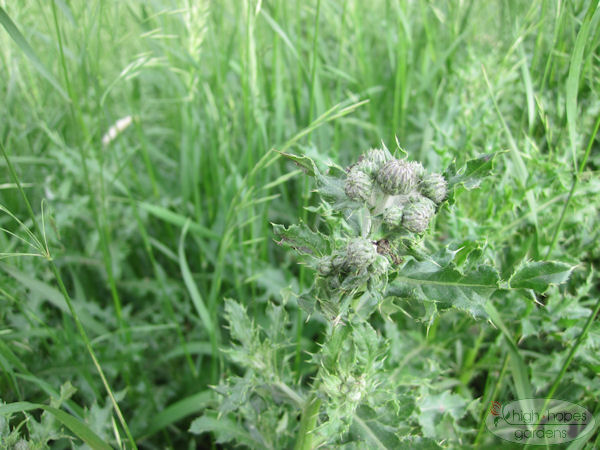 canadian thistle bud stage